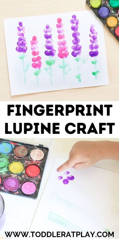 This beautiful Fingerprint Lupine Craft uses an easy technique of finger painting kids will love! It’s really easy to set up! You’ll need finger paint, watercolors, white card stock and a paintbrush and you’re ready to paint! This craft is perfect for both toddlers and preschoolers and helps kids exercise important skills while having fun!  #fingerpainting #lupinecraft #kidscrafts #summercraft Toddler Fingerpainting Ideas, Summer Sensory Play, Spring Sensory Play, Finger Painting For Toddlers, Preschool Sensory Play, Finger Painting For Kids, Finger Paint Art, Summer Sensory, Spring Sensory