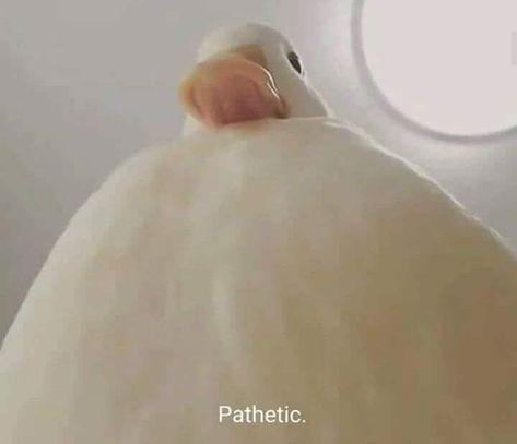 White goose looking down saying "Pathetic" funny reaction Close Up, Animals, White