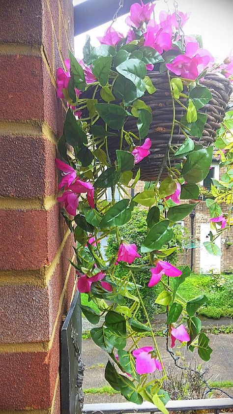 Beautiful Bougainvillea hanging basket created by Maggie Coombe Hanging Bougainvillea, Texas Landscaping, Hanging Pots, Hanging Basket, Bougainvillea, Hanging Baskets, Hanging Plants, Landscaping, Porch