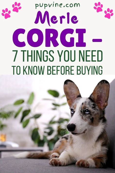 Corgis are one of the most well-known dog breeds out there. Their golden or apricot fur mixed with their long ears and fluffy butts have made them famous worldwide.It doesn’t matter whether you have a Cardigan Welsh Corgi or a Pembroke Welsh Corgi; these short-legged puppies will be the center of attention no matter where you go! Corgi Must Haves, Cowboy Corgi Puppies, Corgi Full Grown, Cardigan Welsh Corgi Puppies, Dog Knowledge, Merle Corgi, Welsh Corgi Cardigan, Cowboy Corgi, Corgi Stuff