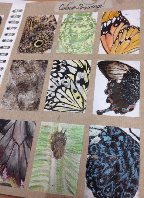 Observational studies using different materials,pencil ink water colour charcoal etc Pictures Of Butterflies, Kunst Inspo, Textiles Sketchbook, Natural Form Art, Art Alevel, Gcse Art Sketchbook, A Level Art Sketchbook, Arte Grunge, Theme Nature