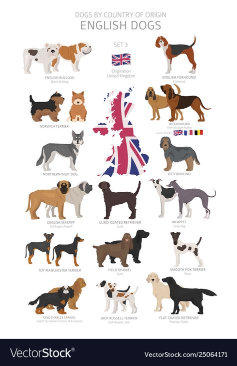 British Dog Breeds, Irish Dog Breeds, Dog Breeds Chart, Types Of Dogs Breeds, British Dog, English Dogs, Dog Breeds List, Busy Books, Canine Art