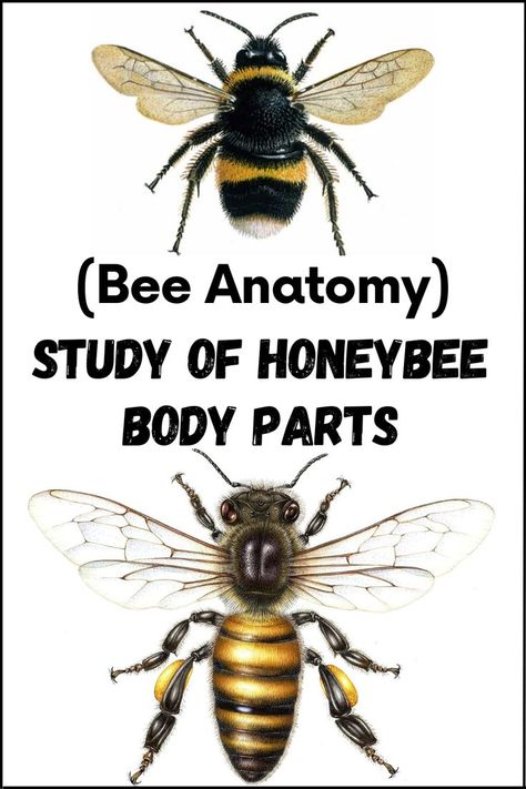 Bee Anatomy – Study of Honeybee Body Parts Bee Anatomy Illustration, Bumblebee Anatomy, Honey Bee Anatomy, Bee Diagram, Bee Anatomy, Drone Bee, Different Bees, Bee Activities, Bee Friendly Garden