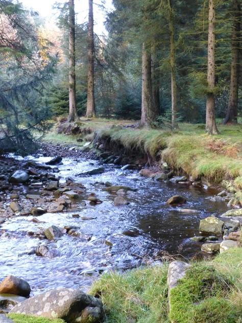 River In A Forest, River Restoration, Forest With River, River Drawing, Forest Town, Forest Glade, Skipping Stones, River Side, River Forest