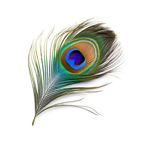 Single peacock feather closeup | Premium Photo #Freepik #photo #peacock #peacock-pattern #macro #feather-texture Peacock Feather Pictures, Feather Of Peacock, Peacock Feather Photo, Peackok Feather Aesthetic, Mor Ka Pankh, Feather Texture Drawing, Pecoke Feather Peacock Art, Mor Pankh Png, Peacock Feathers Drawing