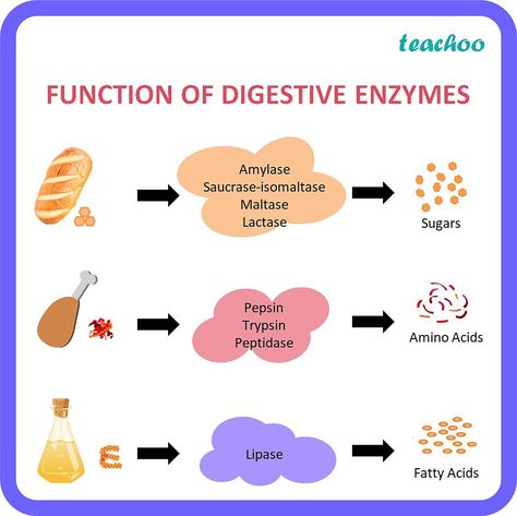 What is the function of digestive enzymes? - Life Proecess Class 10 Benefits Of Digestive Enzymes, Digestive Enzymes Benefits, Enzymes Biology, Uni Notes, Central Dogma, Letter To Students, Wedding Illustration Card, Basic Anatomy, Human Biology