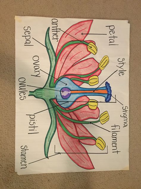 Parts of a flower Flower Biology Drawing, Gumamela Flower Drawing Parts, Flower Diagram Science, Reproductive Parts Of A Flower, Parts Of A Flower Anchor Chart, Parts Of Flower Diagram, Flower Parts Diagram, Flower Model Project Science, Parts Of Flower Project