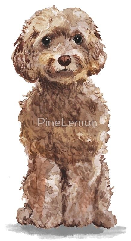 Cockapoo Painting Acrylic, Cockapoo Art, Labradoodle Drawing, Brown Cockapoo, Dog Portrait Drawing, Watercolour Animals, Best Friend Family, Pet Paintings, Dog Drawings