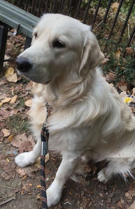 English Cream Golden Retriever Aesthetic, Light Golden Retriever, Golden Retriever Cream, Golden Pyrenees, Creme Golden Retriever, English Creme Golden Retriever, Dog Necessities, Cream Retriever, Golden Retriever English Cream