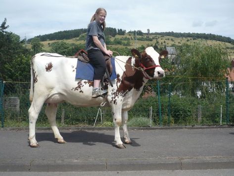 Riding a cow Cow Games, Cow Riding, Pet Cows, Cow Photos, Horse Facts, Painted Rock Animals, Future Farms, Cow Calf, Dairy Cows