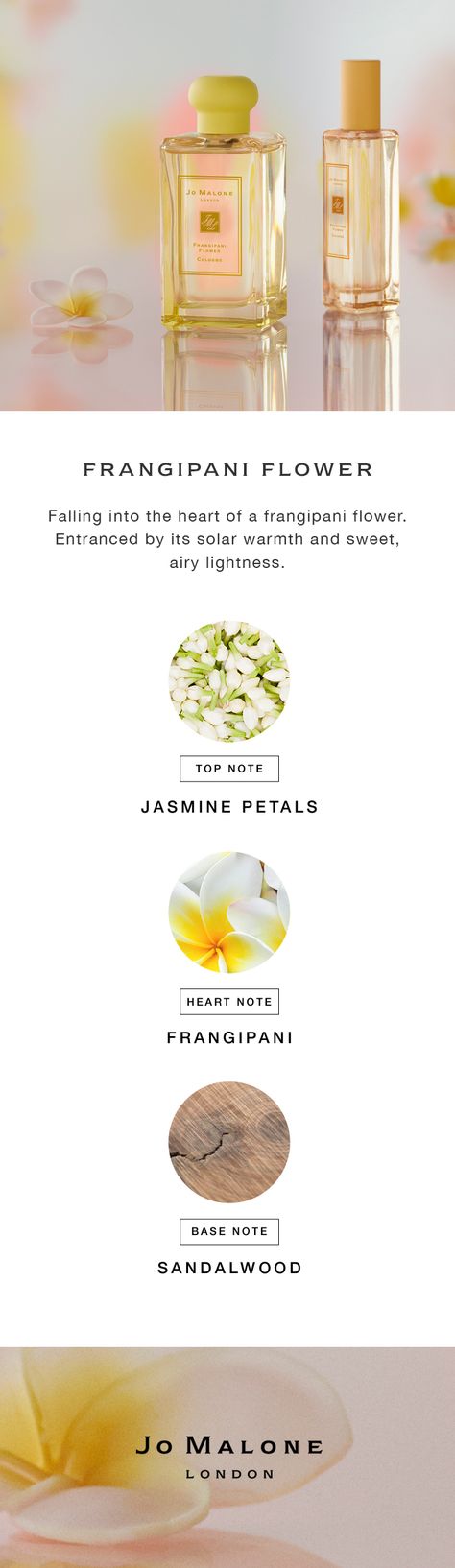 Frangipani Perfume, Essential Oil Perfumes Recipes, Frangipani Flower, Flower Perfume, Perfume Recipes, Plumeria Flowers, Perfume Scents, Essential Oil Perfume, Oil Blends