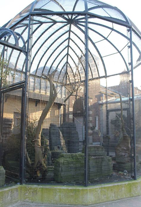 Big Bird Cage Outdoor, Bird Aviary Ideas Outdoor, Aviary Ideas Outdoor, Quail Aviary, Outdoor Bird Aviary, Bird Cage Outdoor, Outdoor Bird Cage, Parrot Habitat, Outdoor Aviary