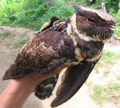 caro ramsey 🌱 on Twitter: "was looking up pics of nightjars and discovered the Great Eared Nightjar... what an incredible bird… " Great Eared Nightjar, Nightjar Bird, Christmas Cartoon Movies, Unusual Animal Friends, Dragon Bird, Christmas Cartoon, Pretty Animals, Fantasy Movies, Christmas Cartoons