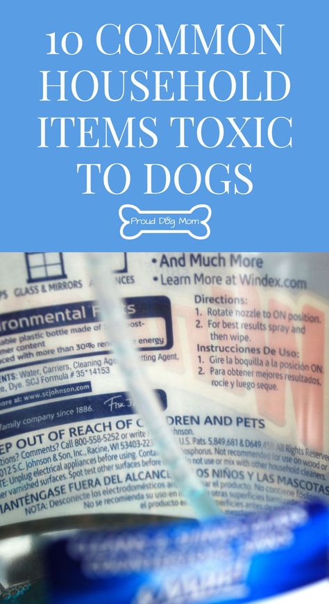 10 Common Household Items Toxic To Your Dog | Dog Health Tips | Dog Illnesses, Toxic To Dogs, Puppy Diy, Dog Health Tips, Pet Advice, Dog Health Care, Dog Safety, Dog Care Tips, Healthy Pets