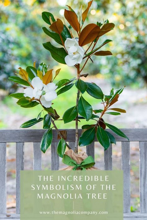 We believe that taking care of the environment is the best way to give back to these incredible trees. But, as it turns out, magnolia trees have been giving to cultures around the world for centuries. Keep reading to learn the meaning of the magnolia tree around the world. #MagnoliaTrees #MagnoliaTreeCare #MagnoliaTreeLandscaping #Magnolia #MagnoliaFarm #MagnoliaFarms #MagnoliaTree #MagnoliaFlower #InMemory #Symbols #Symbolic #MagnoliaSymbolism #SymbolicMeanings #SymbolicMeaningOfFlower Magnolia Trees Along Fence, Magnolia Symbolism, Magnolia Quotes, Magnolia Tree Tattoo, Magnolia Tree Landscaping, Magnolia Meaning, Heritage Tattoo, Taking Care Of The Environment, White Magnolia Tree