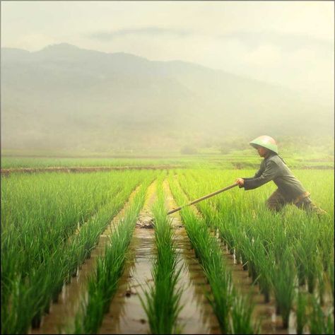 Asian Rice, Rice Paddy, Rice Field, Farm Photography, Rice Terraces, East Indies, East Java, Interior Pictures, We Are The World