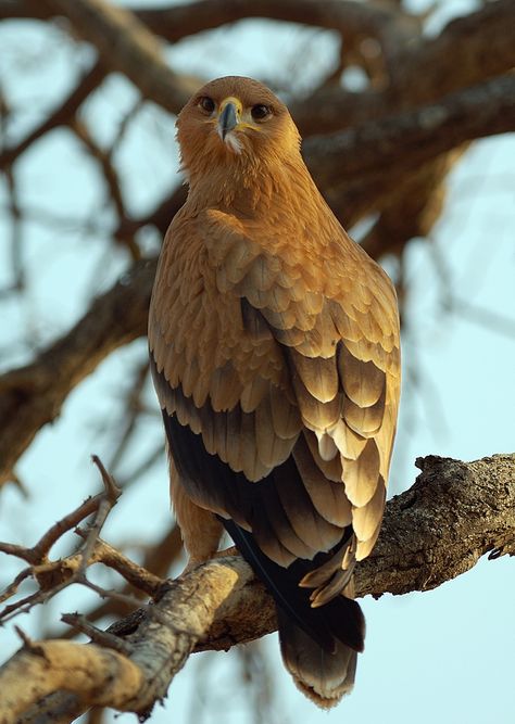 Tawny Eagle, Extinct Birds, Raptors Bird, Decoy Carving, Urdu Shayari, Poetry Urdu, Birdy, Urdu Poetry, Beautiful Birds