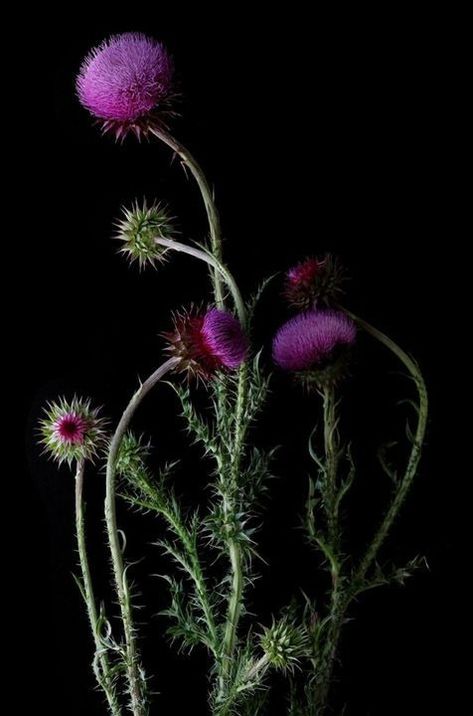 Thistle Photography, Flower Photography Art, Prairie Flowers, Scottish Flowers, Plant Study, Flowers In A Vase, Thistle Flower, Midnight Garden, Flower Beauty