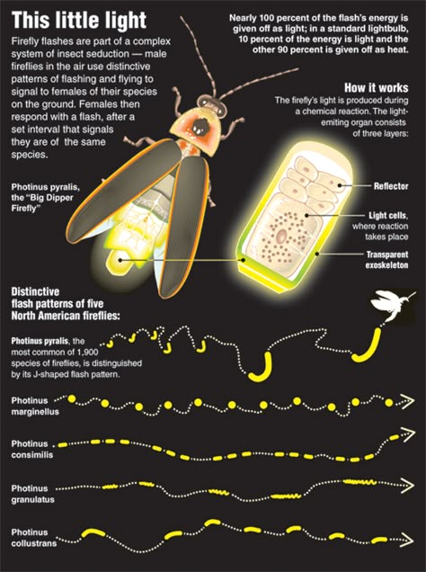 Firefly.org via nothing-without-science: Facts About Fireflies •  Fireflies talk to each other with light. “ Fireflies emit light mostly to attract mates, although they also communicate for other... Lighting Bugs, Firefly Lights, Old Farmers Almanac, Beautiful Bugs, Idee Pasto Sano, Arachnids, Bugs And Insects, Snow Leopard, Life Cycle