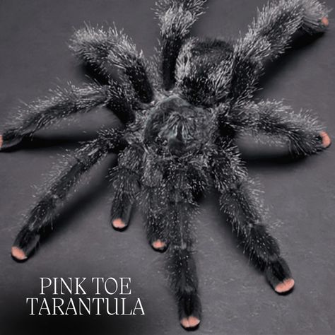 The pink-toe tarantula are known for their docile nature. They can be taken Good care by giving them a vertically oriented habitat, a well-balanced diet, and proper handling. These arboreal species make wonderful pets. https://cherishapet.com/pink-toe-tarantula/ #tarantula #pinktoe #pinktoetarantula #pinknails #blackspider #blacktarantula Pink Toe Tarantula, Tarantula Habitat, Red Knee Tarantula, Tarantula Enclosure, Chinchilla Care, Pet Tarantula, Male Vs Female, Pink Tips, Exotic Pet