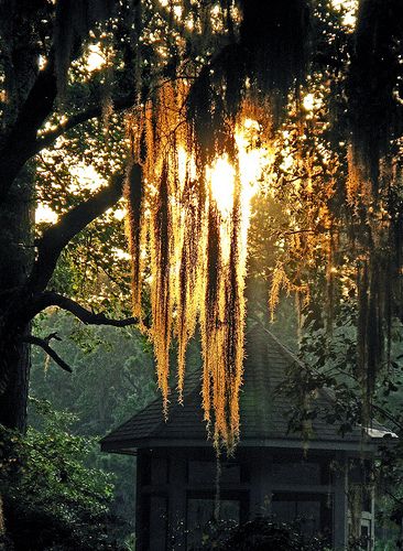 Spanish moss - Hilton Head Island, South Carolina in early May -- by By John Dreyer via flickr Deep South Aesthetic, Southern Scenery, Louisiana Voodoo, Wanted Sign, Tillandsia Usneoides, New Orleans Voodoo, Deep South, Southern Gothic, Angel Hair