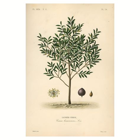 Faster shipping. Better service,Amazon,Tiktok,AliExpress English Laurel, Cherry Laurel, Prunus Laurocerasus, Laurel Tree, Tree Illustration, Textured Artwork, Large Picture Frames, Tree Painting, Botanical Illustration