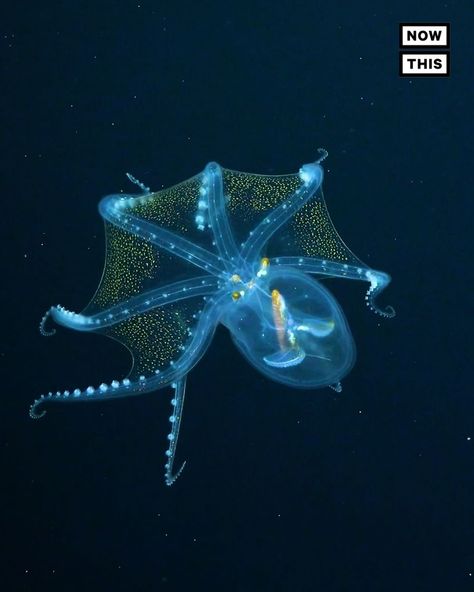 Glass Octopus Captured on Camera | This rarely-seen glass octopus was caught on camera. The clear sea creature was filmed by an underwater robot during an expedition off of the Phoenix... | By NowThis Earth | Facebook Deep Sea Animals, Glass Octopus, Clear Sea, Deep Sea Diving, Deep Sea Creatures, Marine Ecosystem, Aquatic Animals, Caught On Camera, Sea Creature