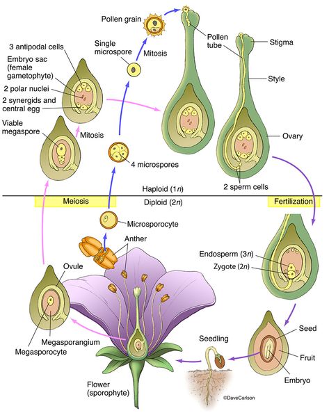 Flower Life Cycle, Flower Reproduction, Biology Plants, Cycle Photo, Study Biology, Biology Classroom, Plant Study, Biology Facts, Biology Lessons