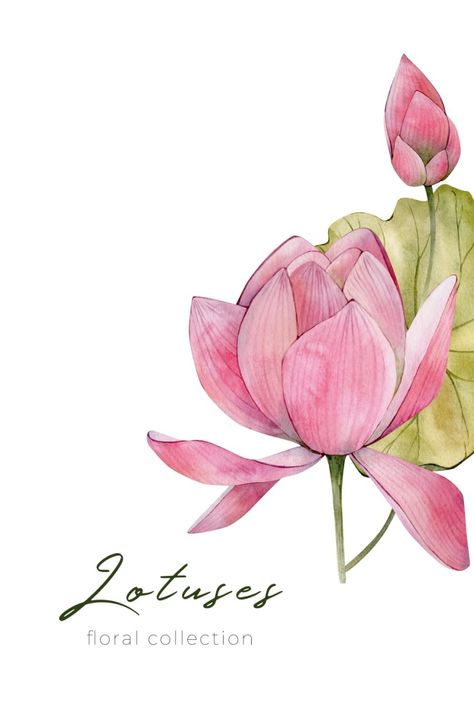 Watercolour Lotus Flower, Lotus Bud Drawing, Lotus Illustration Art, Lotus Illustration Design, Waterlily Illustration, Waterlily Drawing, Lotus Flower Painting Watercolors, Watercolour Lotus, Lotus Watercolor Painting