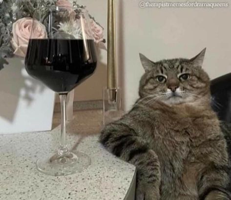 Wine Meme, Cat Wine, Drinking Wine, Cat Drinking, Old Cats, Cute Diys, Jesus Saves, Cute Cats And Kittens, Wine Drinks