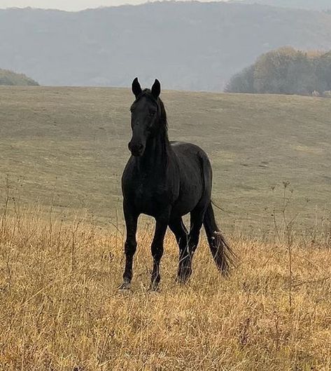 60+ Horse Names That Will Fit Any Black Horse | PetPress Thoroughbred Horse Black, Black Horse Western, Mustang Horse Aesthetic, Black Horses Aesthetic, Black Horse Pictures, All Black Horse, Black Horse Aesthetic, Black Mustang Horse, Black Horse Photography