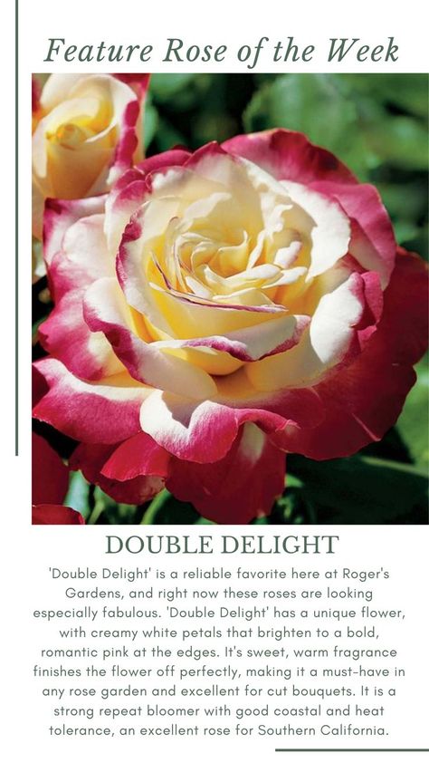 Gorgeous white and pink colored Double Delight rose. Double Delight Rose Bush, Rose Double Delight, Privacy Flowers, Double Delight Rose, Flower Hedge, Double Rose, Rogers Gardens, Backyard Privacy, Types Of Roses