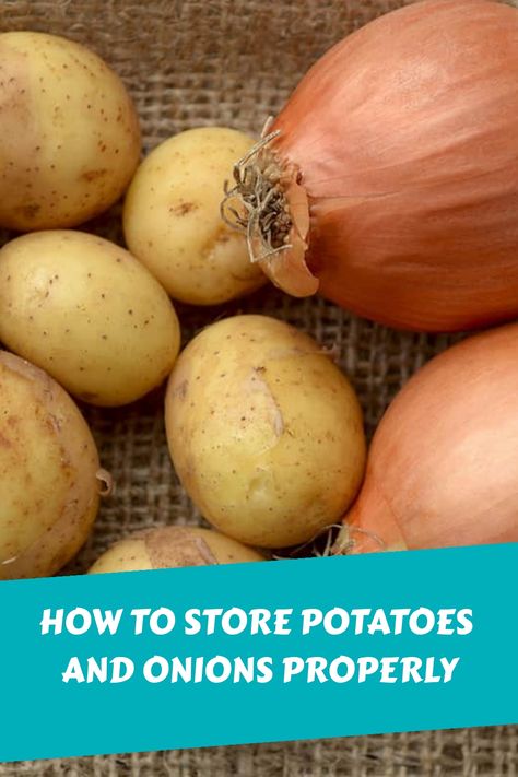 Potatoes and onions are two of the most commonly used ingredients. While we use them almost daily, there’s a lot about these vegetables that we might not know. For instance, do you know how long potatoes and onions can last and whether or you can store them in the same container? Potato And Onion Drawers, Onion Garlic Potato Storage Ideas, How To Store Potatoes And Onions In Pantry, Potato And Onion Storage Ideas Pantry, Storing Potatoes And Onions In Pantry, Storing Onions And Potatoes In Kitchen, Best Way To Store Potatoes And Onions, Storage Ideas For Potatoes And Onions, Diy Potato And Onion Storage