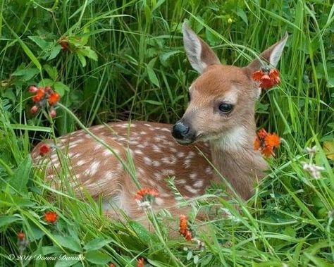 We Will Meet Again, Fawns Deer, Deer Photos, Animal Names, Meet Again, Pretty Animals, Oh Deer, Whitetail Deer, Silly Animals