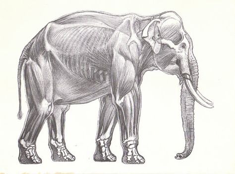 Elephant Anatomy, Anatomy Book, Animal Line Drawings, Ancient Drawings, Bone Structure, Elephant Illustration, Vaporwave Art, Nature Sketch, Animal Anatomy