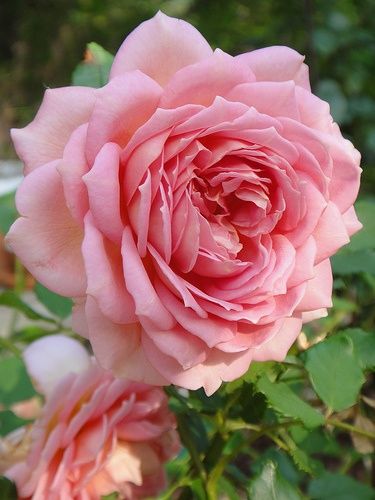 Rose Belle, Coming Up Roses, Damask Rose, David Austin Roses, Colorful Roses, Flowers Rose, Antique Roses, Love Rose, Rose Flowers