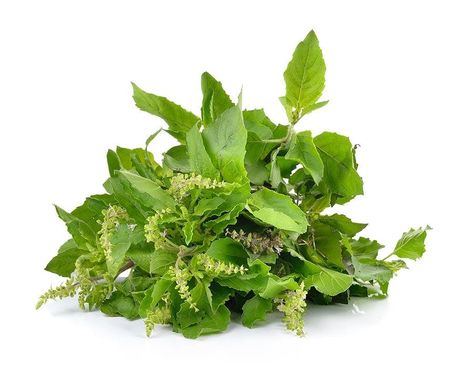 Holy Basil: Benefits, Uses, and Recipes Holy Basil Benefits, Basil Benefits, Tulasi Plant, Tulsi Leaves, Ocimum Tenuiflorum, Tulsi Tea, Basil Herb, Tulsi Plant, Growing Healthy Hair