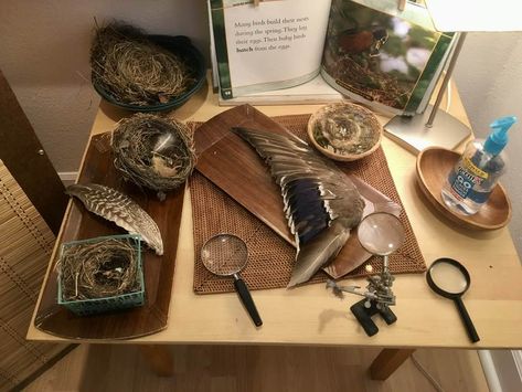 Reggio Emilia Inspired Practice | Science Nook! Just captured a corner for setting up a place to explore and investigate Reggio Science, Science Corner, Waldorf Playroom, Classroom 2023, Science Area, Reggio Inspired Classrooms, Reggio Emilia Inspired, Inquiry Learning, Nature School