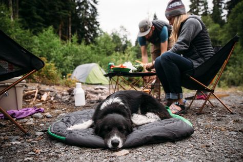 Tips For Summer, Dogs Tips, Boundary Waters, Camping Aesthetic, Dog Water Bowls, Terra Nova, Dog Camping, Muddy Paws, Dog Search