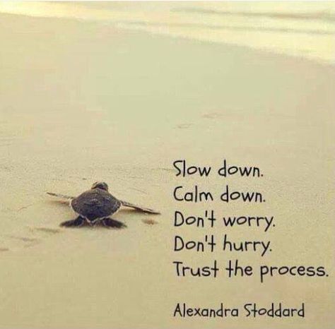 Turtle Quote 🐢 Tortoise Quote, Turtle Quotes, Powerful Motivational Quotes, Beach Quotes, A Turtle, Trust The Process, Animal Quotes, Amazing Quotes, A Quote