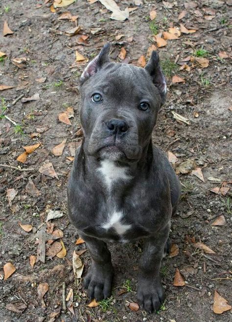 Cane Corso pup ♡                                                                                                                                                     More Chien Cane Corso, Wag The Dog, Cane Corso Puppies, Cane Corso Dog, Cele Mai Drăguțe Animale, Corso Dog, Tibetan Mastiff, Pitbull Puppy, English Mastiff