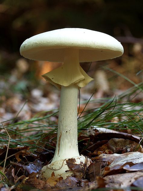 Deathcap Mushroom, Amanita Phalloides, Lichen Moss, White Mushroom, Mushroom Pictures, Slime Mould, Plant Fungus, White Mushrooms, Mushroom Fungi