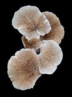 Mushroom Supplements, Fungi Art, Lichen Moss, Mushroom Pictures, Oyster Mushroom, Plant Fungus, Texture Inspiration, Kunst Inspiration, Mushroom Fungi