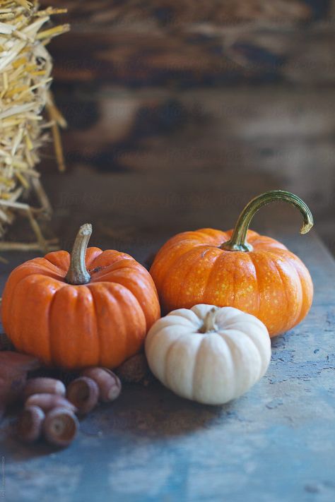 Light Yellow Walls, Pumpkin Photography, Botanical Photography, Straw Bale, Straw Bales, Bell Decorations, Small Pumpkins, Fall Art, Prop Styling