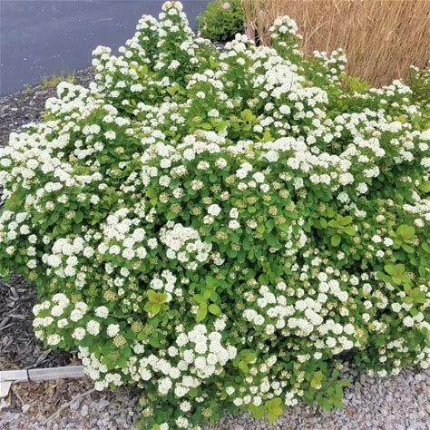 Spirea Bush, White Flowering Shrubs, Full Sun Shrubs, Shrubs For Landscaping, Landscaping Shrubs, Evergreen Bush, Bushes And Shrubs, Fall Container Gardens, Garden Tattoo