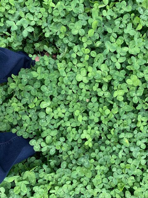 Clover Lawn - Why you want one & what not to do! Plant Clover Lawn, Strawberry Clover Lawn, Moss And Clover Lawn, What To Plant Instead Of Lawn, Planting Ground Cover Plants, Clover Garden Path, Dutch Clover Lawn, Ground Cover Instead Of Lawn, Clover And Wildflower Lawn