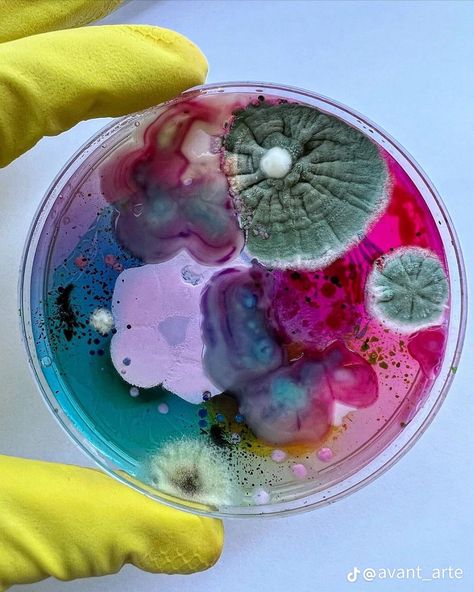 X Mold Art, Cells Project, A Level Textiles, Patent Art Prints, Growth And Decay, Petri Dishes, Biology Art, Bio Art, Petri Dish