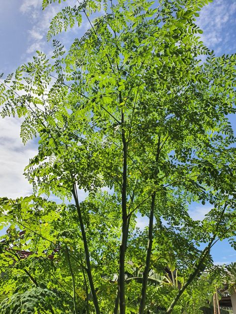 Moringa Tree Moringa Tree, The Blue Sky, Blue Sky, Grapes, Trees, Fruit, Collage, Green, Quick Saves