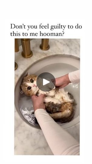 3.4K views · 67K reactions | Last month only i had a bath😼

#animallovers 
#animals 
#cat 
#catsofinstagram 
#animal 
#catlover | Viral World Persian Cats, Boat Captain, Persian Kittens, Kittens Funny, Persian Cat, Animal Videos, Cat Grooming, Orange Cat, Pusheen