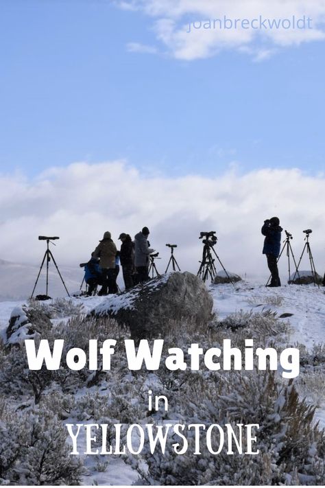 I had always wanted to see a wolf in the wild and on a recent trip to Yellowstone's Lamar Valley we were lucky enough to see wolves! I've written about our trip and how we spotted wolves with the help of local wolf watchers. The scenery in Lamar Valley is stunning! #wolfwatching #wolfwatchers #lamarvalley Yellowstone Laramie, Lamar Valley Yellowstone, Yellowstone Must See, Wolves In Yellowstone National Park, Four Seasons Jackson Hole Wyoming, Lamar Valley, Montana Vacation, Yellowstone National Park, Montana